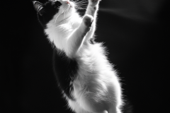 Salto en la Penumbra