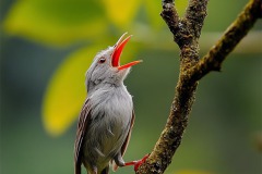 Melodía en Plumas